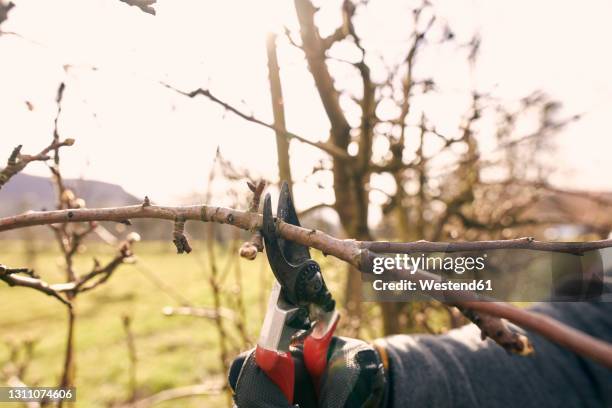 farmer using pruning shears on bare tree at orchard during sunny day - bare tree bildbanksfoton och bilder