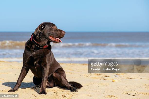 cute chocolate labrador sitting on the beach - labrador retriever stock-fotos und bilder