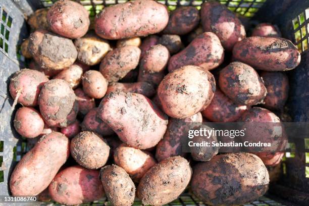 fresh picked potatoes vegetables in a bushel basket. - 新じゃが ストックフォトと画像