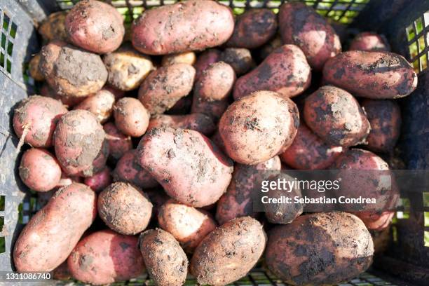 fresh picked potatoes vegetables in a bushel basket. - nieuwe aardappel stockfoto's en -beelden