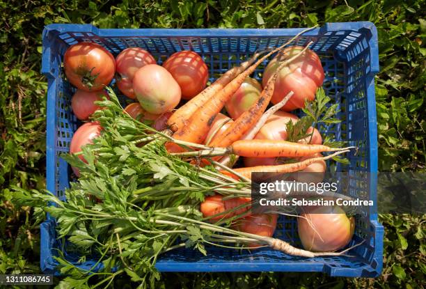 fresh picked red vegetables in a bushel basket. - antiinflamatório imagens e fotografias de stock