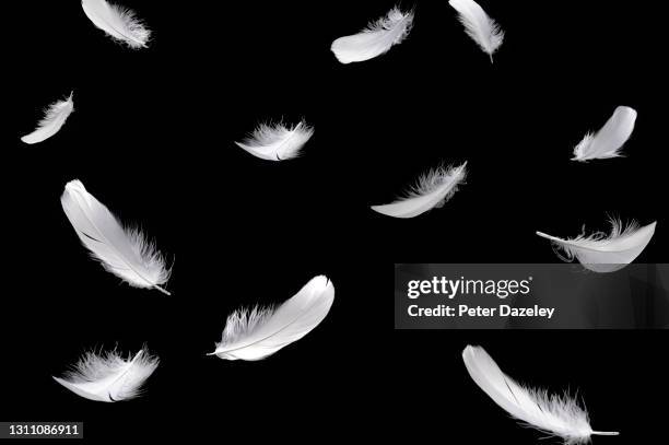falling white feathers - falling feathers stock pictures, royalty-free photos & images