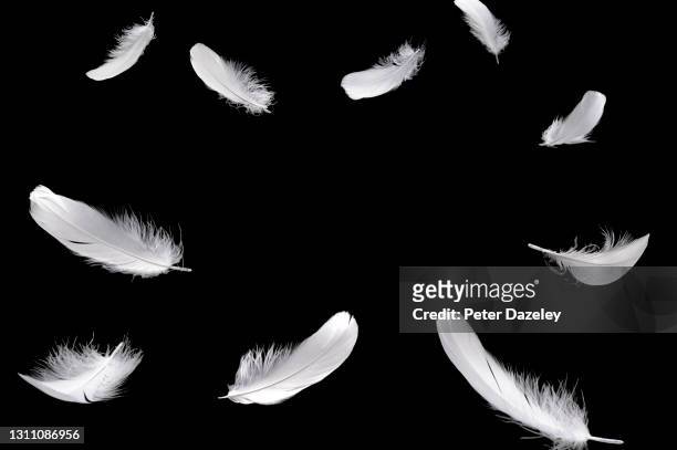 falling feathers with copy space - white pigeon stock-fotos und bilder