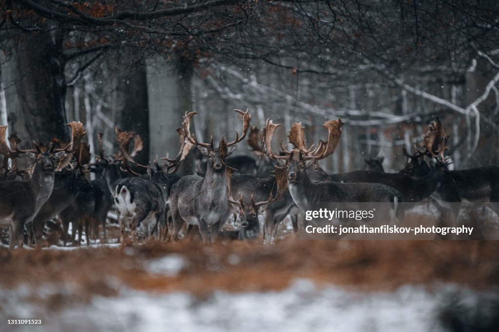 Deers in winterwonderland
