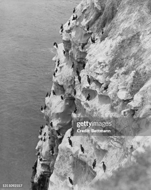 High angle view of cormorants, colloquially known as 'hell divers', on the sheer rocks of the Pacific Palisades coastline in Los Angeles, California,...