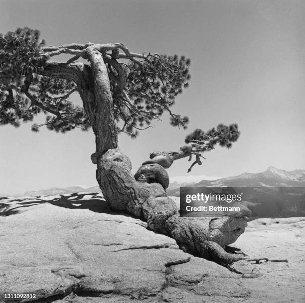 Lone Jeffrey Pine growing on the top of Sentinel Dome, a granite dome in Yosemite National Park, Northern California, circa 1955. The shape of the...