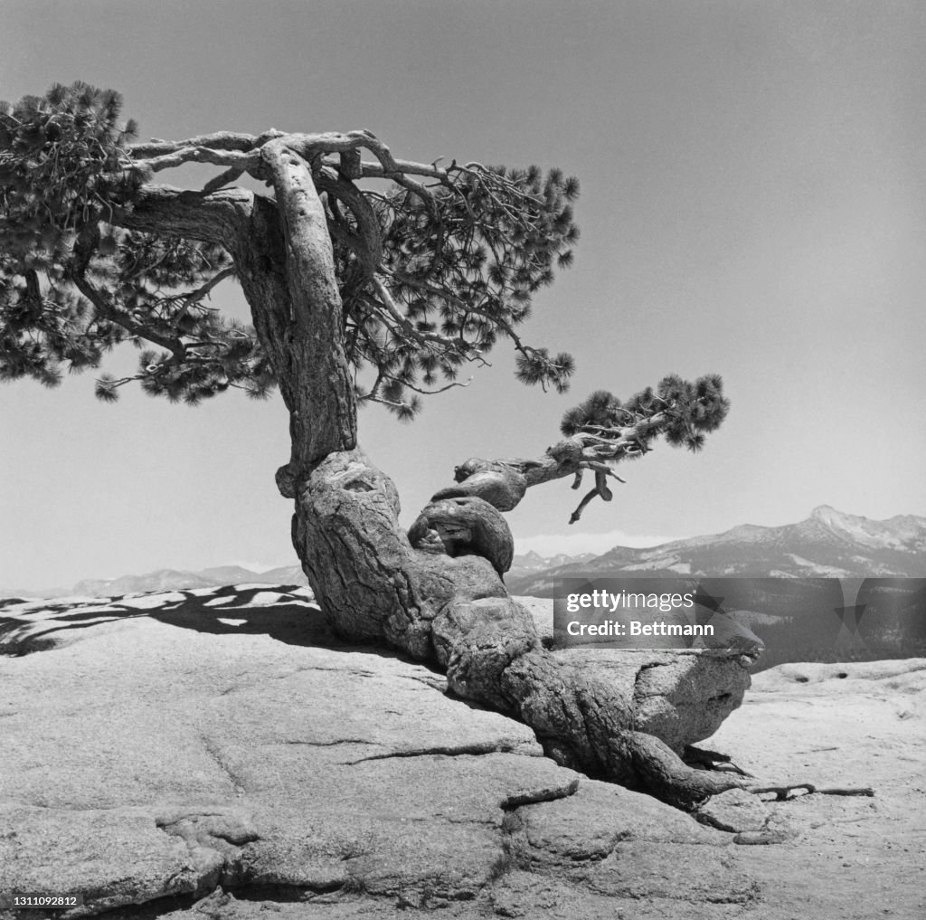 Sentinel Dome Tree A lone Jeffrey Pine growing on the top of Sentinel Dome, a granite ...
