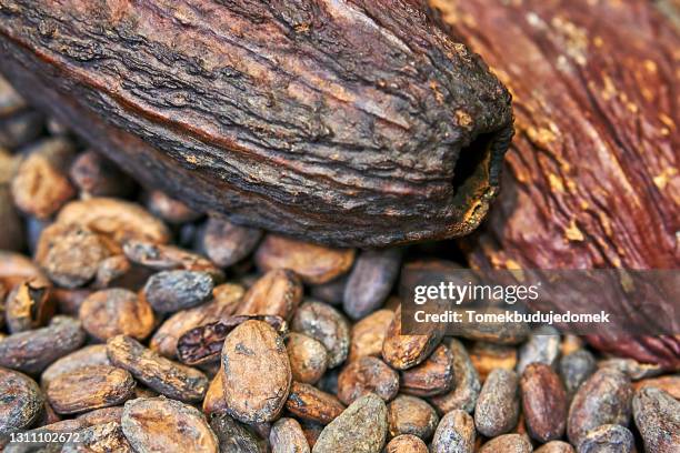 cocoa - seed head stock pictures, royalty-free photos & images