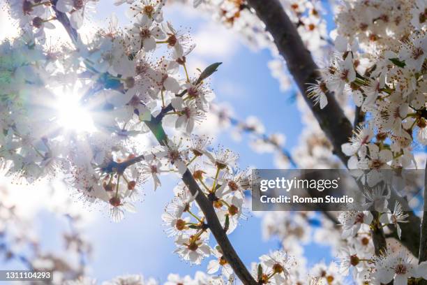 Cherry Tree In Spring Cherry Tree Summer Photos and Premium High Res Pictures - Getty Images