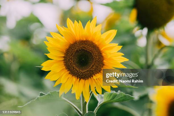 beautiful sunflower blooming in a garden - girasole foto e immagini stock