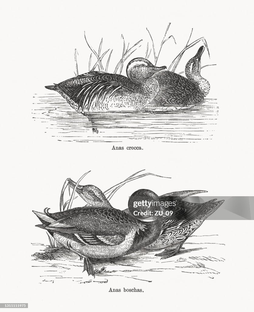 Eurasian teal and Mallard duck, wood engravings, published 1893