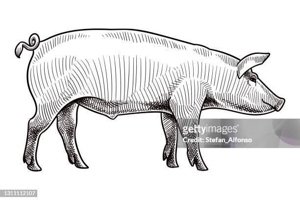 ilustrações, clipart, desenhos animados e ícones de desenho vetorial de um porco - porco