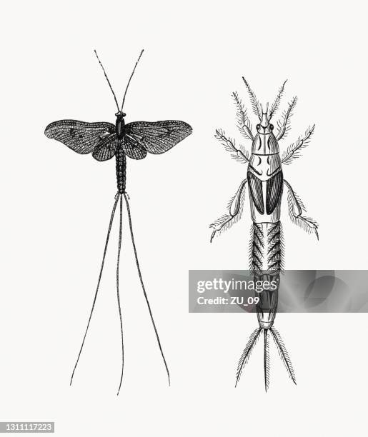Mayfly Back View Mayfly