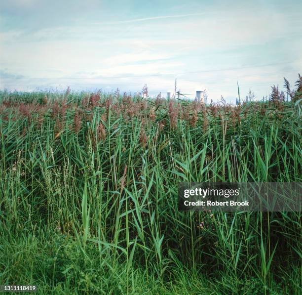 reedbed system for treatment of industrial waste. - reed bed stock pictures, royalty-free photos & images