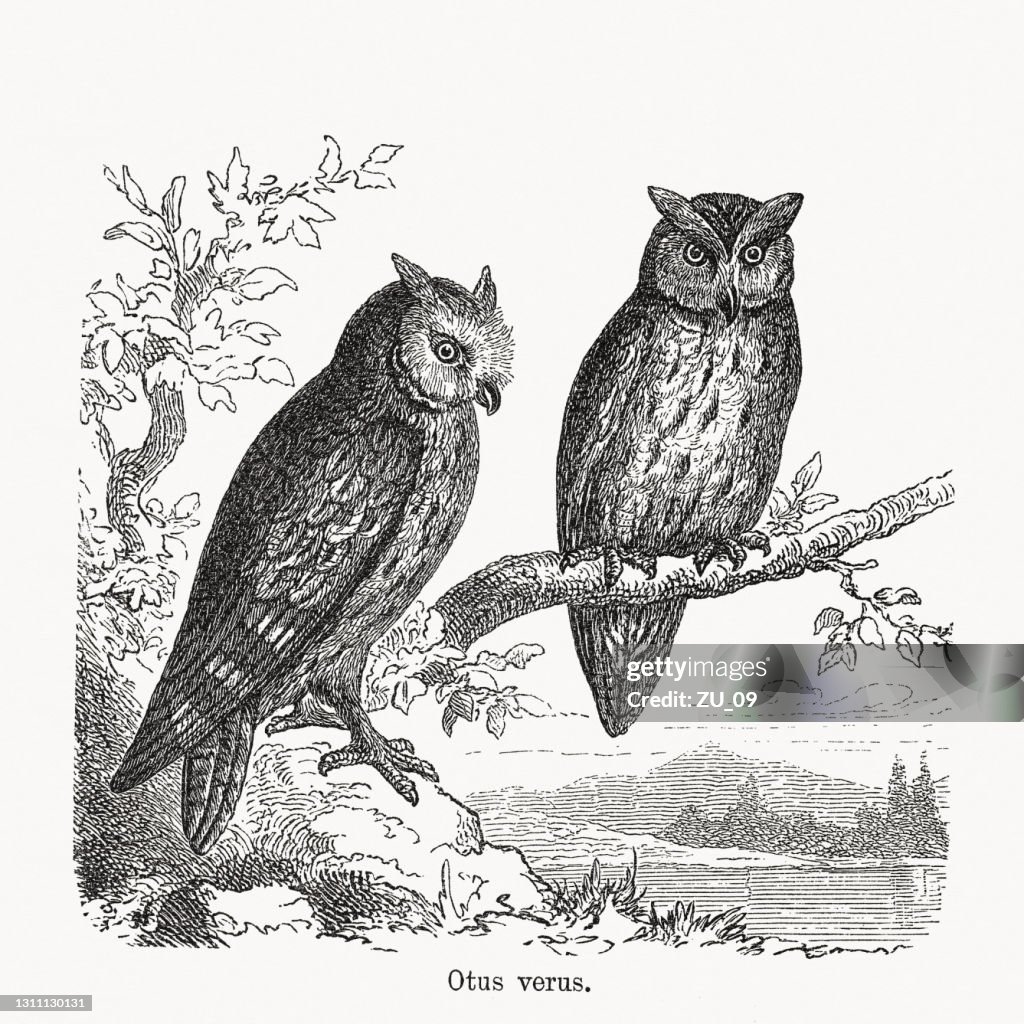 Long-eared owl (Asio otus), wood engraving, published in 1893