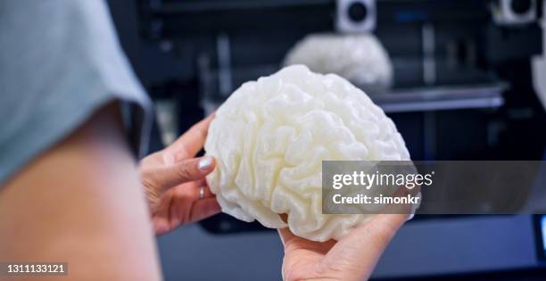 weibliche biomedizinische ingenieurin untersucht menschliches gehirnmodell - human internal organs 3d model stock-fotos und bilder