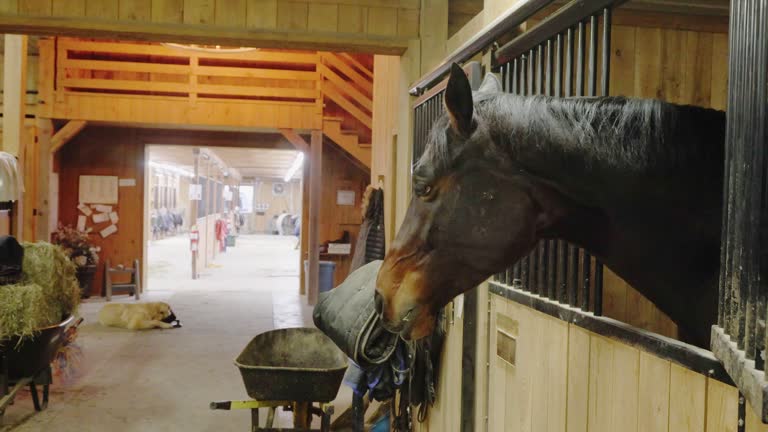 Stable Pic Modern Horse Stable Videos and HD Footage - Getty Images