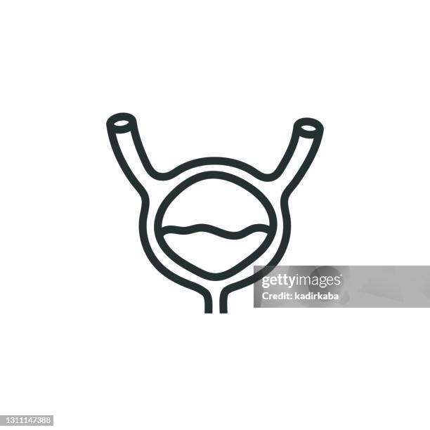 bladder line icon - urinary system stock illustrations