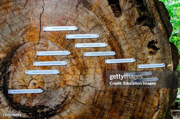 North America, USA, California, Humboldt Redwoods State Park, Log Displaying Ring Dates.