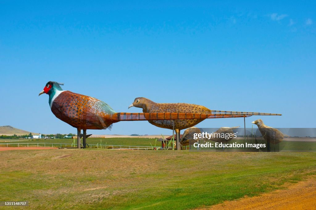 North Dakota, The Enchanted Highway, Regent to Gladstone, Pheasants on the Prairie