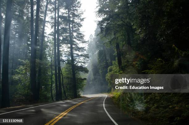 North America, USA, California, Crescent City, Jedediah Smith State Park, Entrance Road.