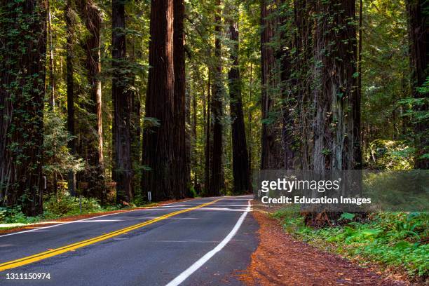 North America, USA, California, Humboldt Redwoods State Park, Avenue of the Giants.