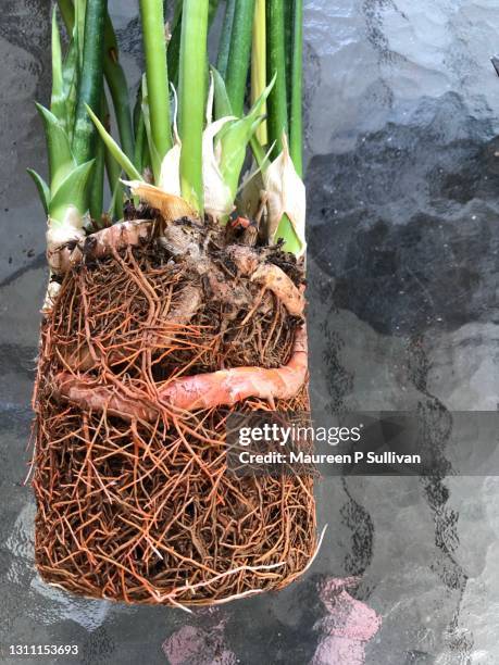 333 Dividing Roots Stock Photos, High-Res Pictures, and Images - Getty ...