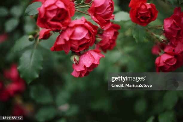 beautiful background of red bright roses in the summer garden after the rain - red roses garden stock pictures, royalty-free photos & images