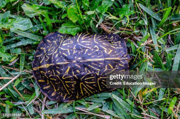 Florida Box Turtle Shell Gulf Coast Box Turtle Photos and Premium High Res Pictures - Getty Images
