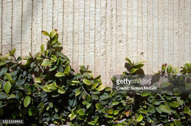 creeping/climbing fig (ficus pumila) on a ribbed concrete surrounding wall - surrounding wall stock-fotos und bilder