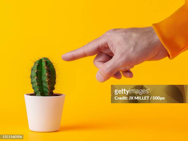 cropped hand of person pointing at cactus against yellow background - cactus pot stock pictures, royalty-free photos & images