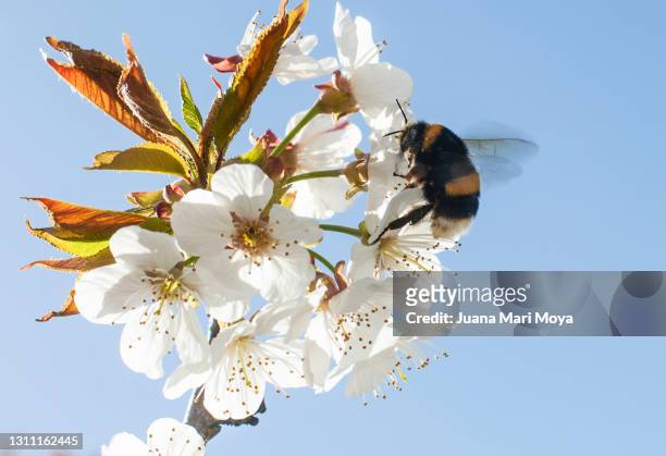 bee pollinating cherry blossoms - giant bee stockfoto's en -beelden