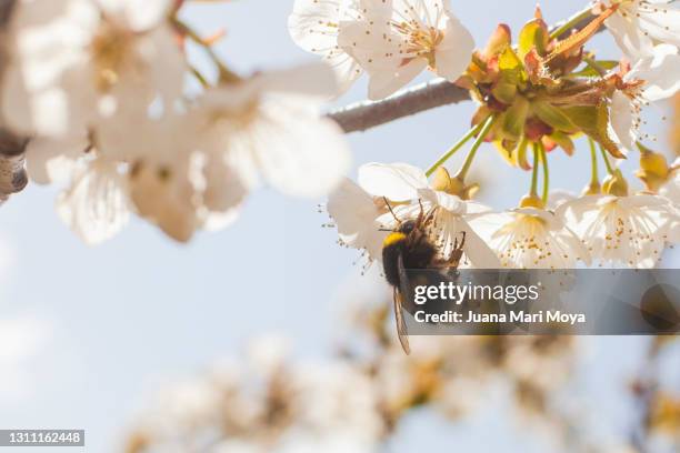 bee pollinating cherry blossoms - giant bee stock-fotos und bilder