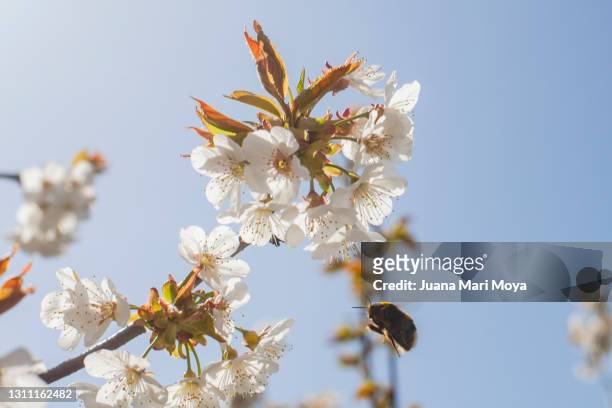 bee pollinating cherry blossoms - worker bee stock pictures, royalty-free photos & images