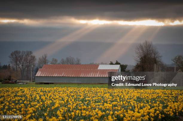 morning light on a barn in a daffodil field in the skagit valley. - daffodil field stock-fotos und bilder