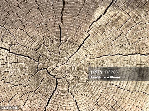 wooden texture background - oak wood material stock-fotos und bilder