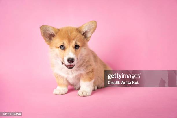 portrait of a corgi on a pink background. - pembroke welsh corgi puppy foto e immagini stock