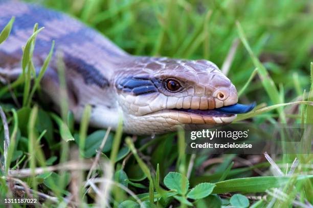 baby blue tongued lizard - lizard stock pictures, royalty-free photos & images