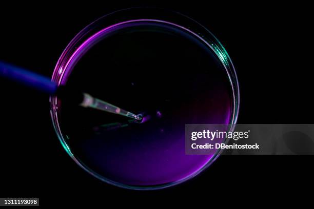 pipette resting on a petri dish with purple liquid - cancer biology stock pictures, royalty-free photos & images