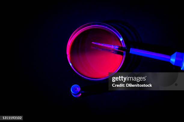 pipette resting on a petri dish with rose liquid - boîte de pétri photos et images de collection