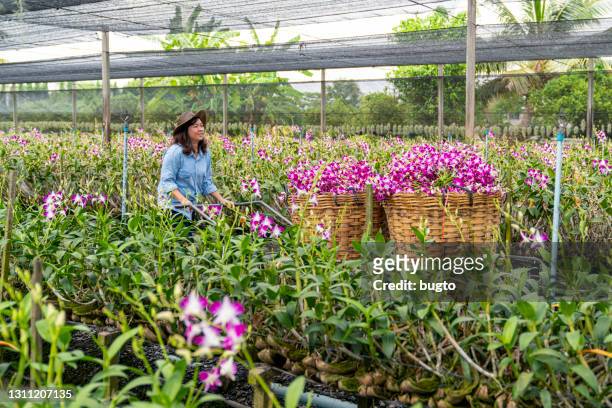 a farmer working in the orchid garden - singapore botanic gardens stock pictures, royalty-free photos & images