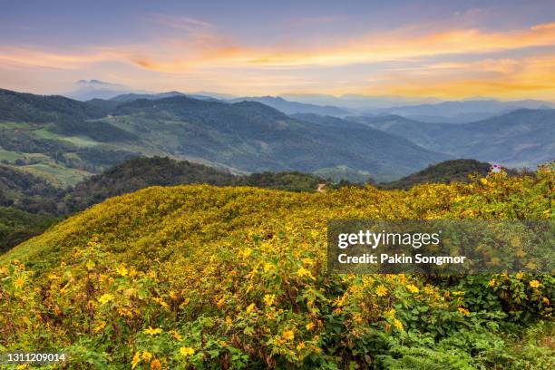 beautiful sunset landscape nature flower at tung bua tong mexican sunflower field - u.s. department of the interior stock pictures, royalty-free photos & images