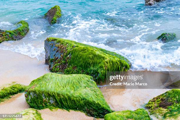 rocks with green algae - musgo - fotografias e filmes do acervo