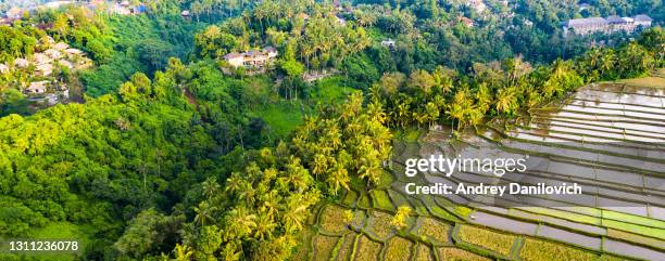 sunrise over rice terraces, bali. view from above. - jatiluwih rice terraces stock pictures, royalty-free photos & images