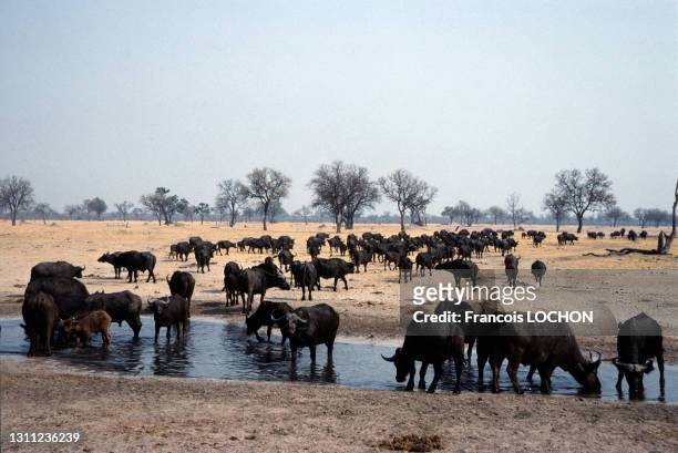 Troupeau d'éléphants s'abreuvant à un point d'eau, Hwange National Park, en octobre 1998, Zimbabwe.