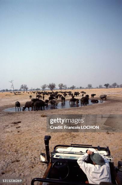 Troupeau d'éléphants s'abreuvant à un point d'eau, safari, Hwange National Park, en octobre 1998, Zimbabwe.