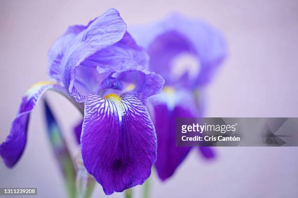 blue bearded german iris flowers - iris plant stock pictures, royalty-free photos & images