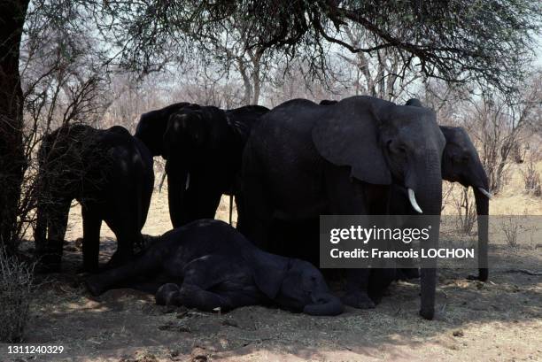 Elephanteau au milieu d'éléphants, Hwange National Park, en octobre 1998, Zimbabwe.