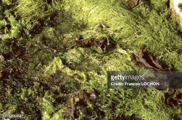 Algues vertes sur une plage de l'Ile de Sein en juin 1988, Finistère.