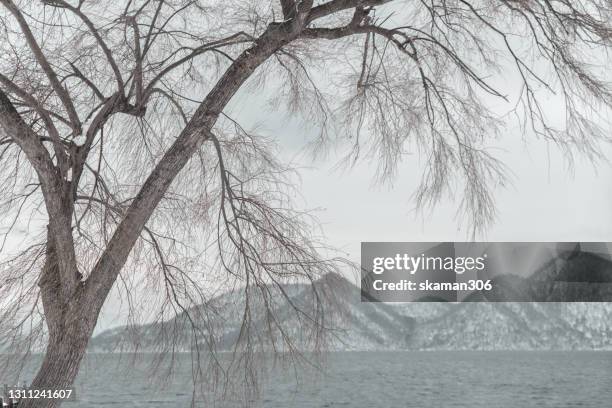 beautiful winter landscape and brunch of the dry trees cover by fallen snow - vulkan yotei stock-fotos und bilder